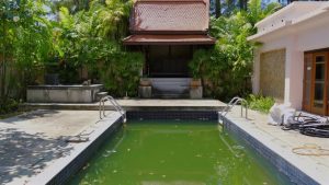 How to Prevent Algae Growth in Your Swimming Pool